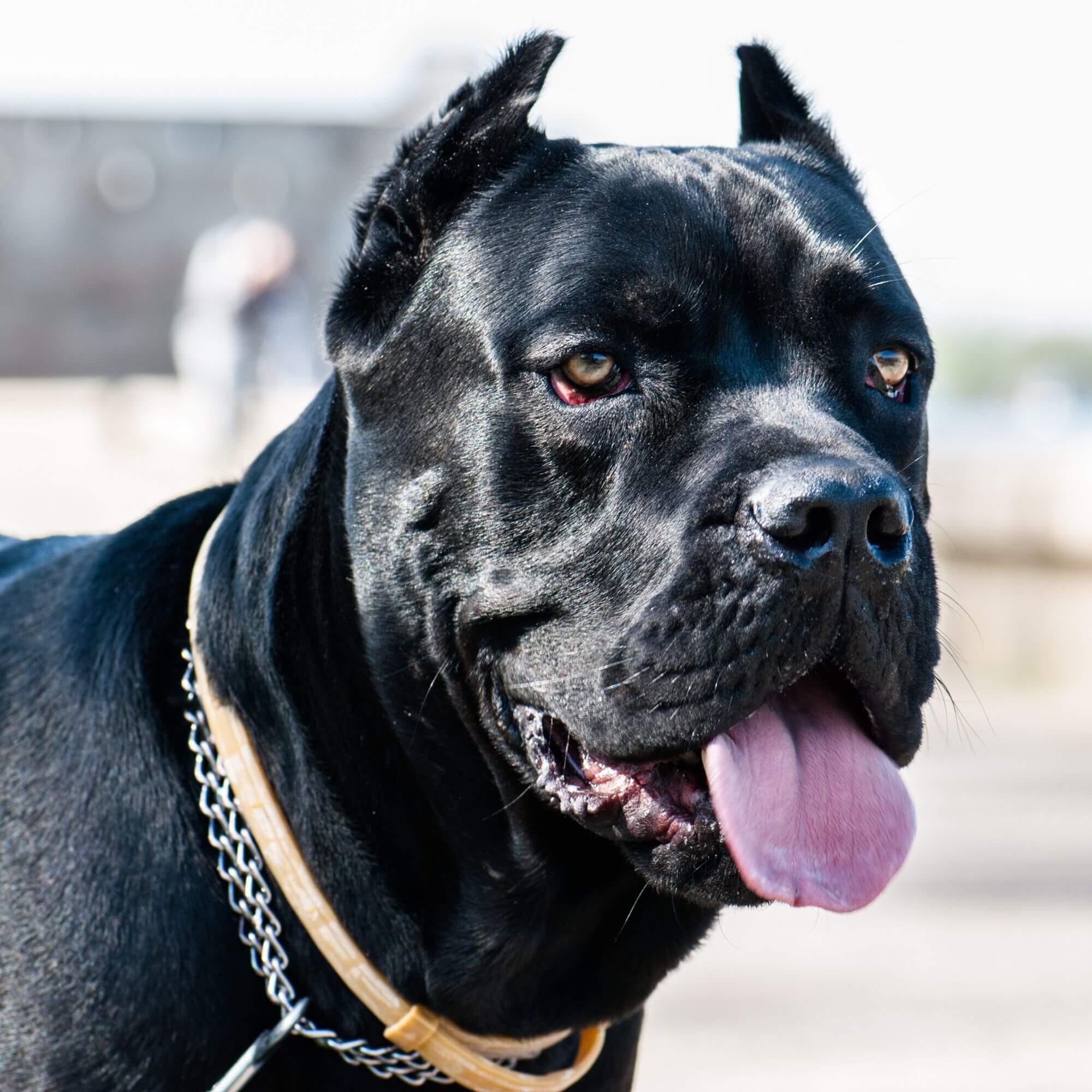 Best Collars for Cane Corso