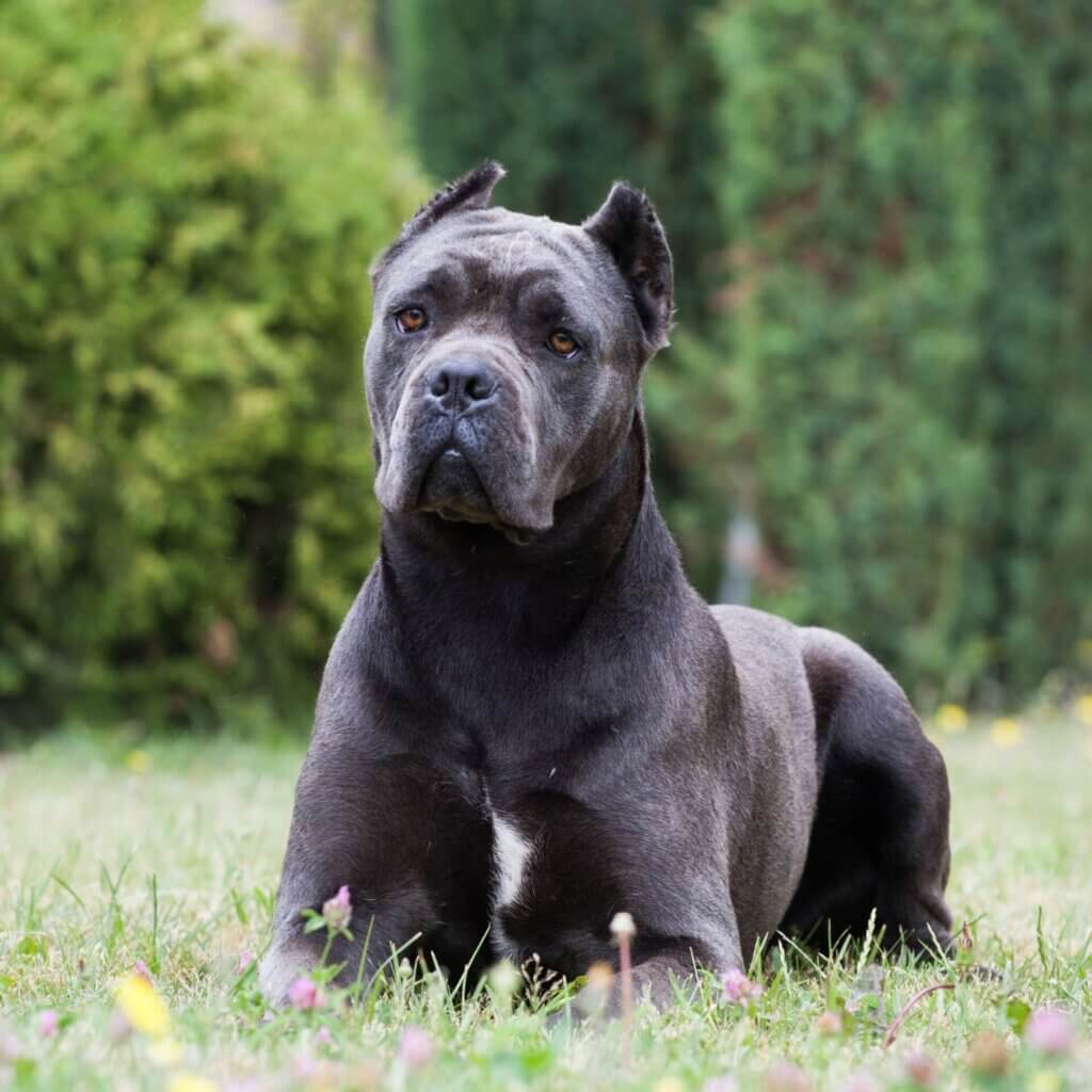 Cane Corso Collars Mimi Green