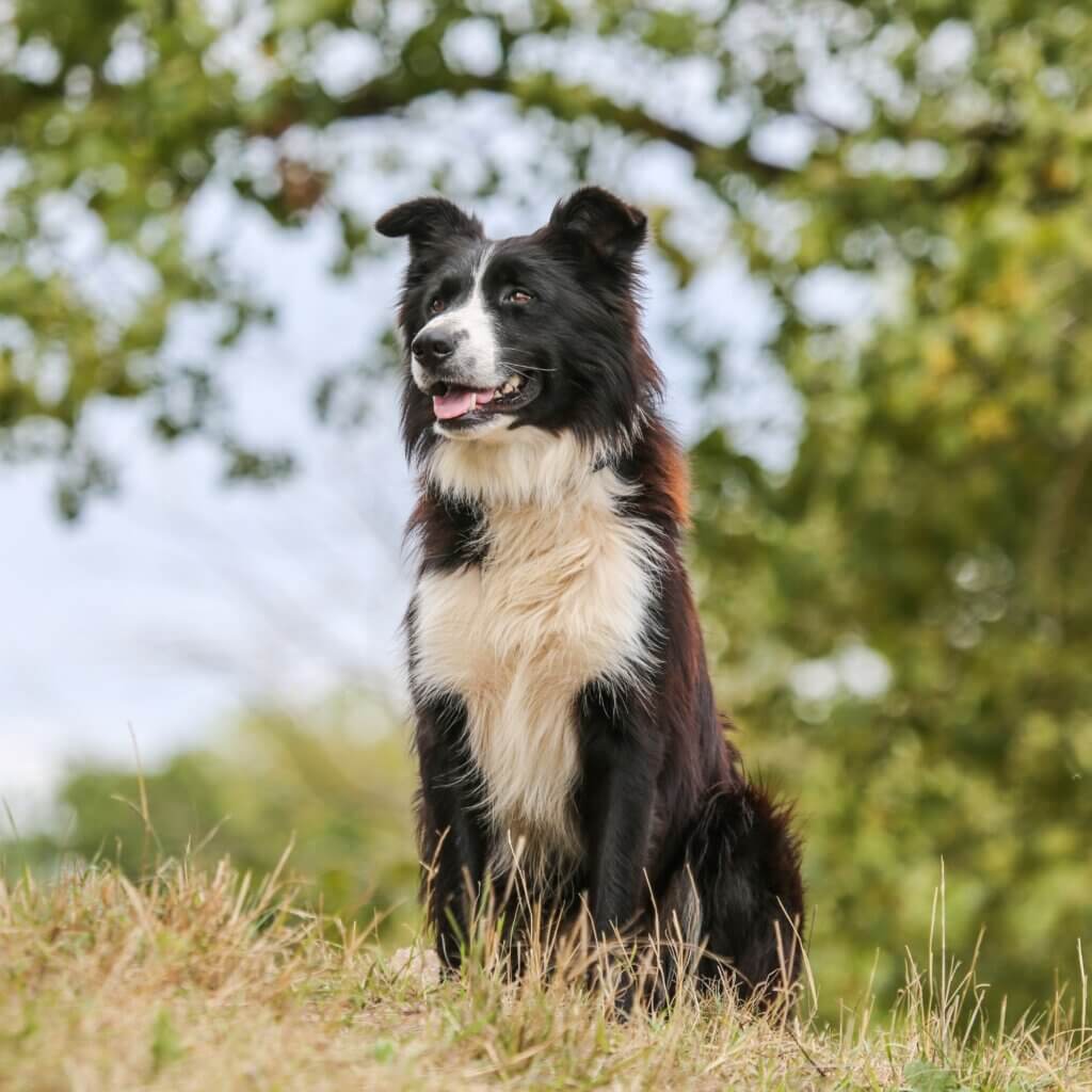 best collars for border collie