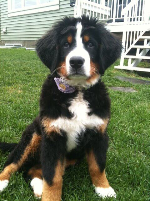 Posey Bernese Mountain Dog Customer Velvet Flower