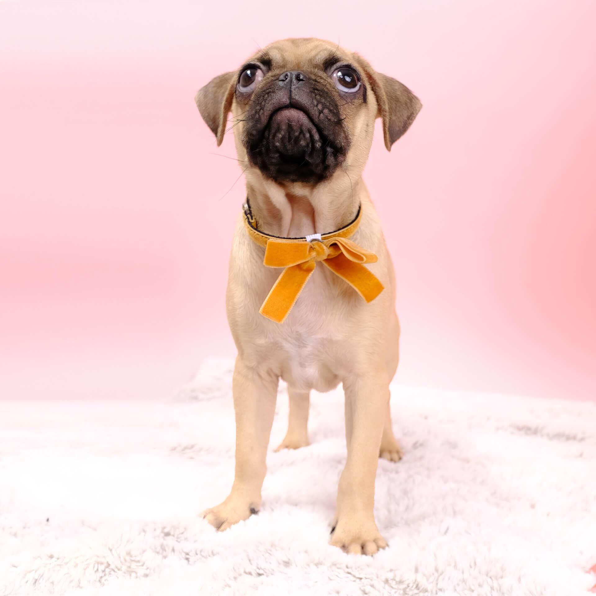 Velvet Bow Small Dog Collar or Cat Collar Set - Image 6