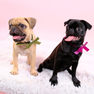 pug puppy velvet dog collar