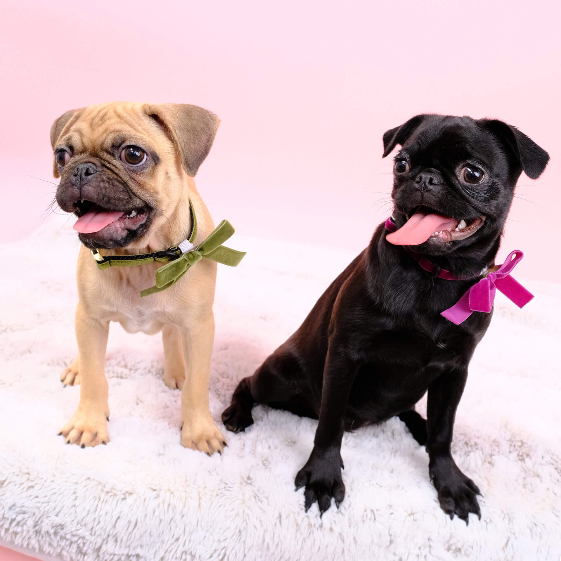 pug puppy velvet dog collar