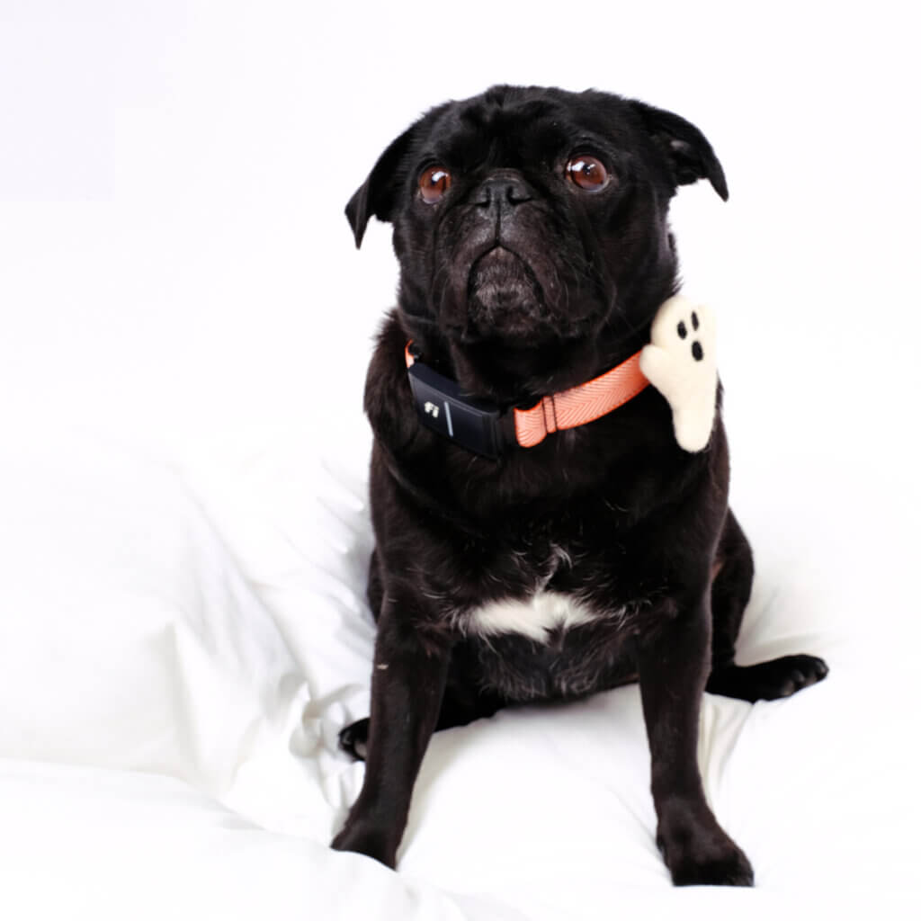 sesame halloween ghost fi collar