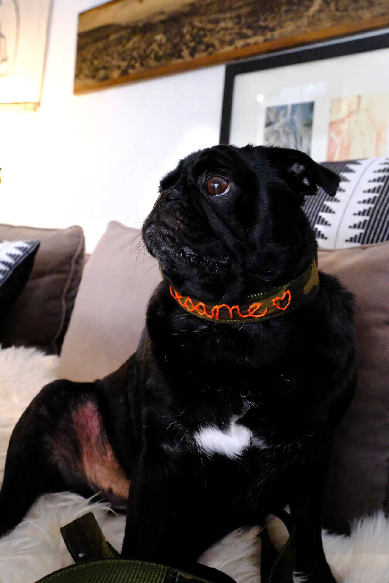 sesame pug camo embroidered dog collar