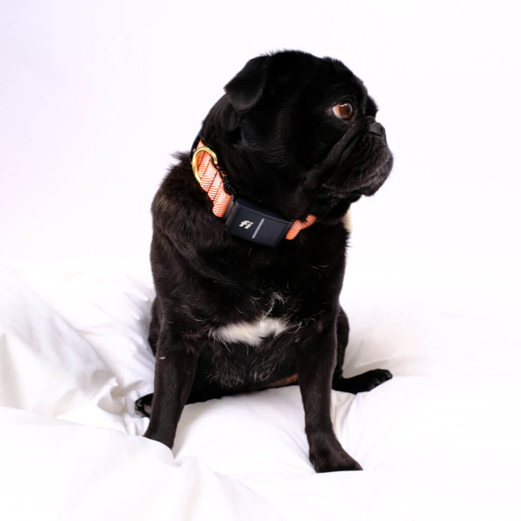 sesame pug halloween FI dog collar pumpkin