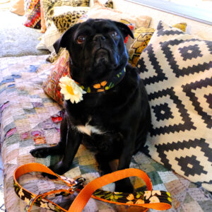 sesame pug olea canvas collar leash