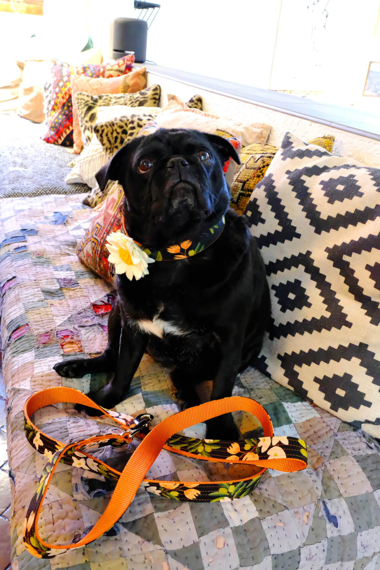 sesame pug olea canvas collar leash