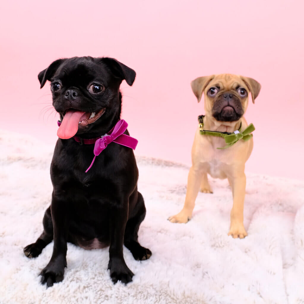tiny velvet dog collar pug puppy