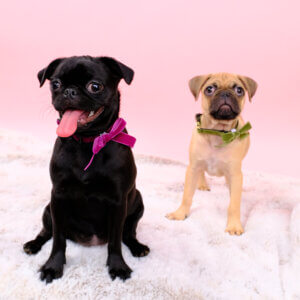 tiny velvet dog collar pug puppy