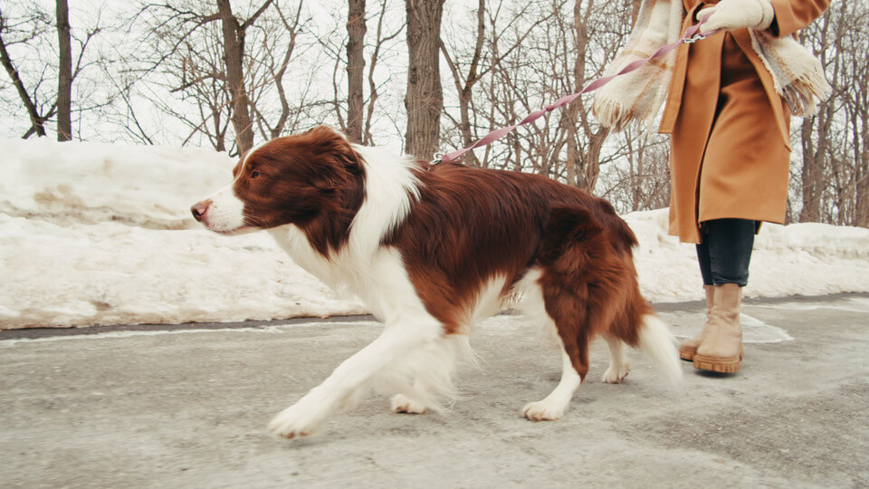 border collie picture