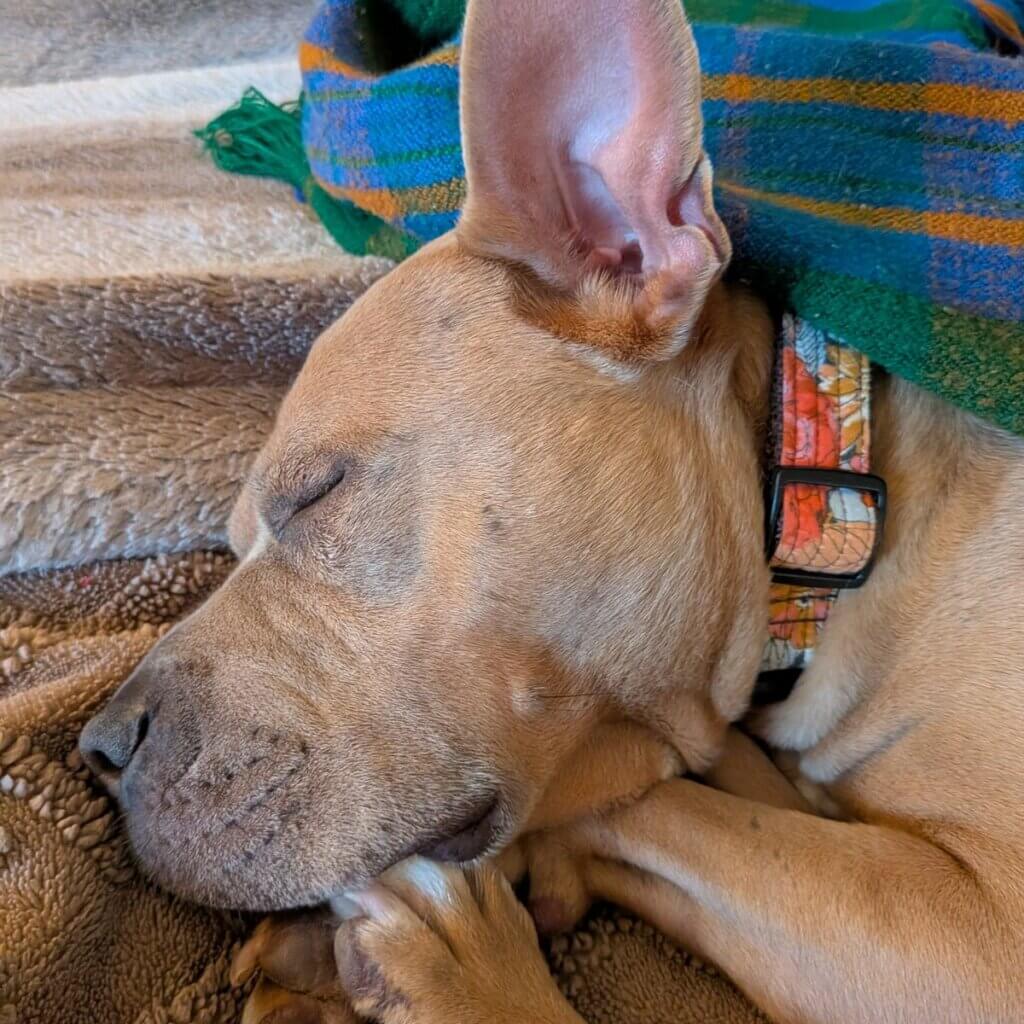 Image #1 from lea shepard