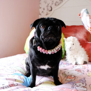 beaded dog collar pug rose gold