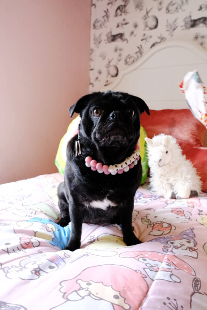 beaded dog collar pug rose gold