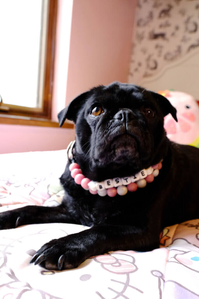 beaded dog collar pug rose gold with name