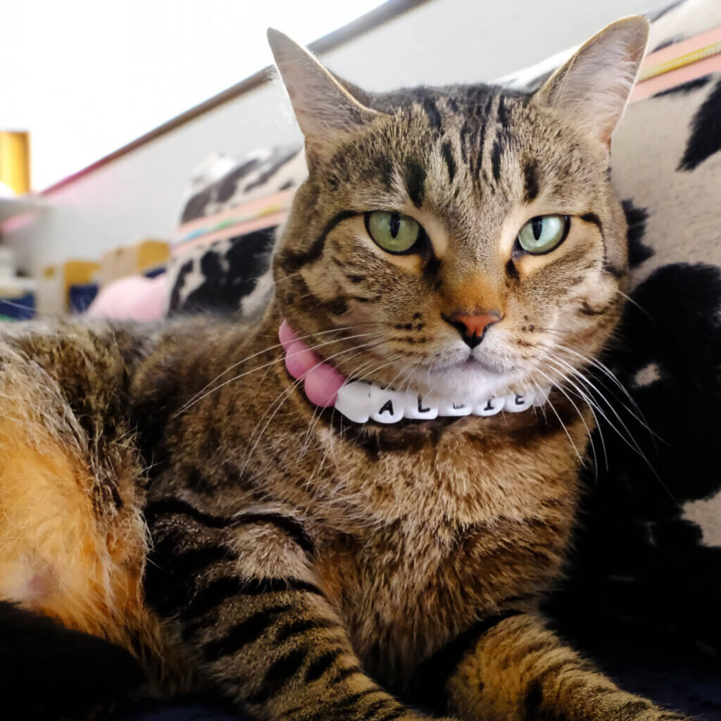 cat beaded collar rose gold square