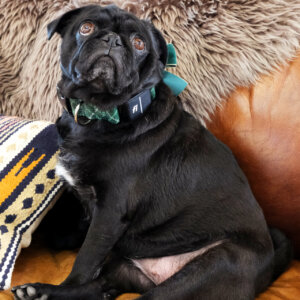 fi dog collar tartan plaid pug sesame