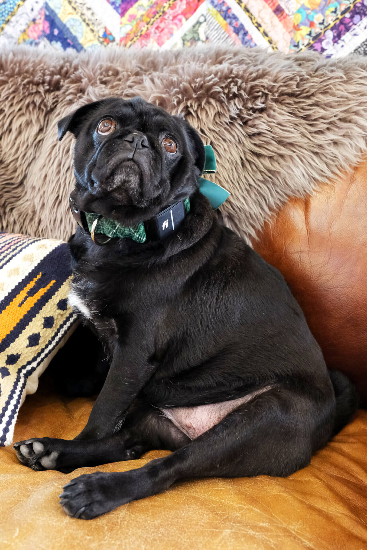 fi dog collar tartan plaid pug sesame