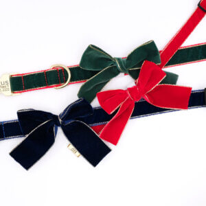 holiday bow dog collar velvet gold edge