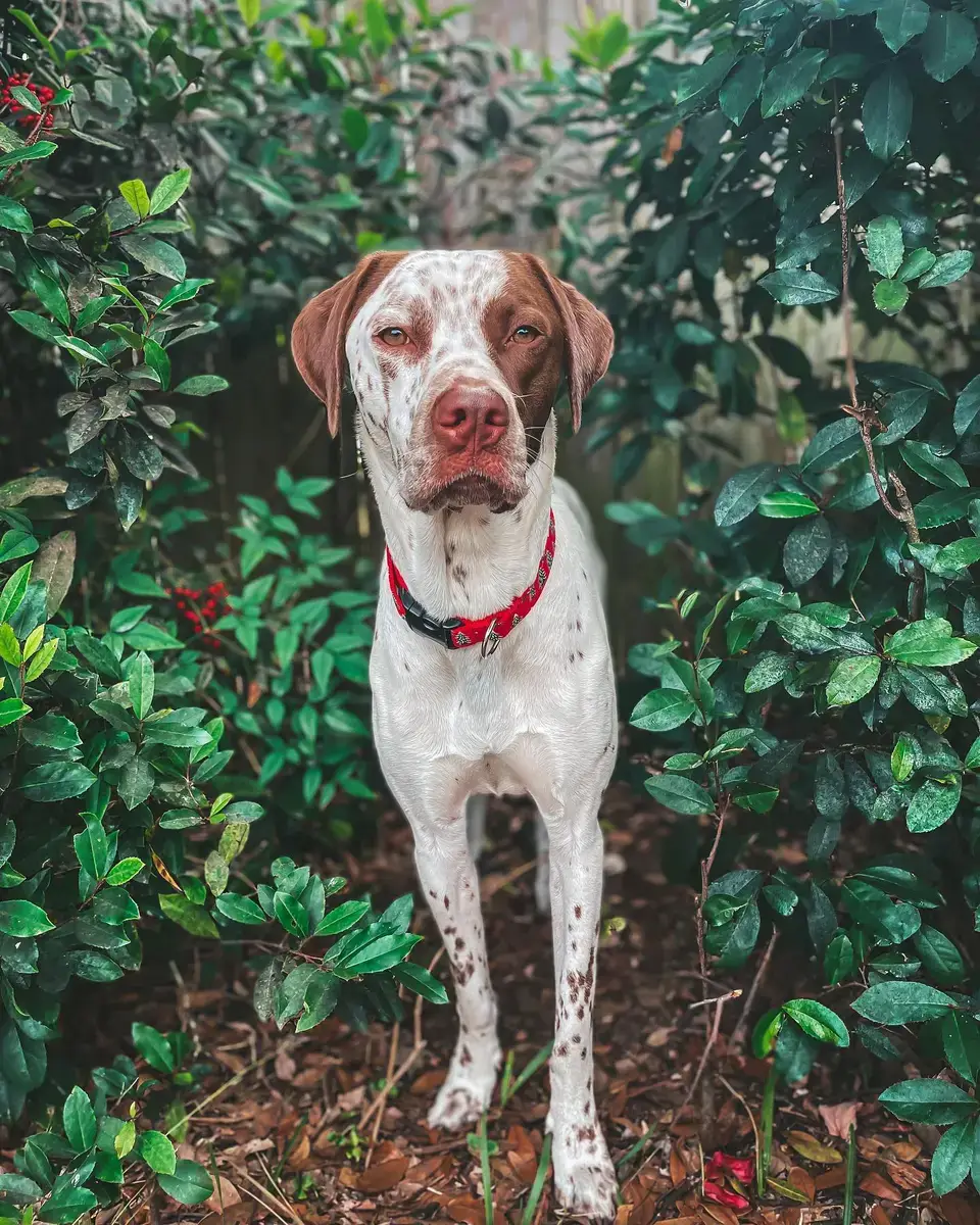 Dalmatian dog collar mimi green