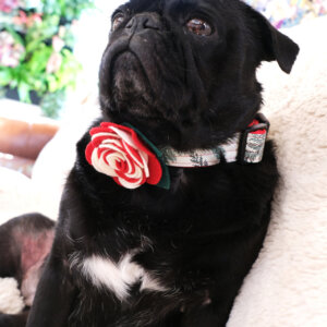 red candy cane pepermint flower pug sesame