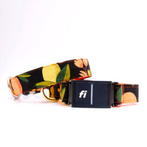 rifle paper co fi dog collar Olea