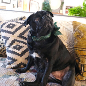 sesame pug green tartan collar