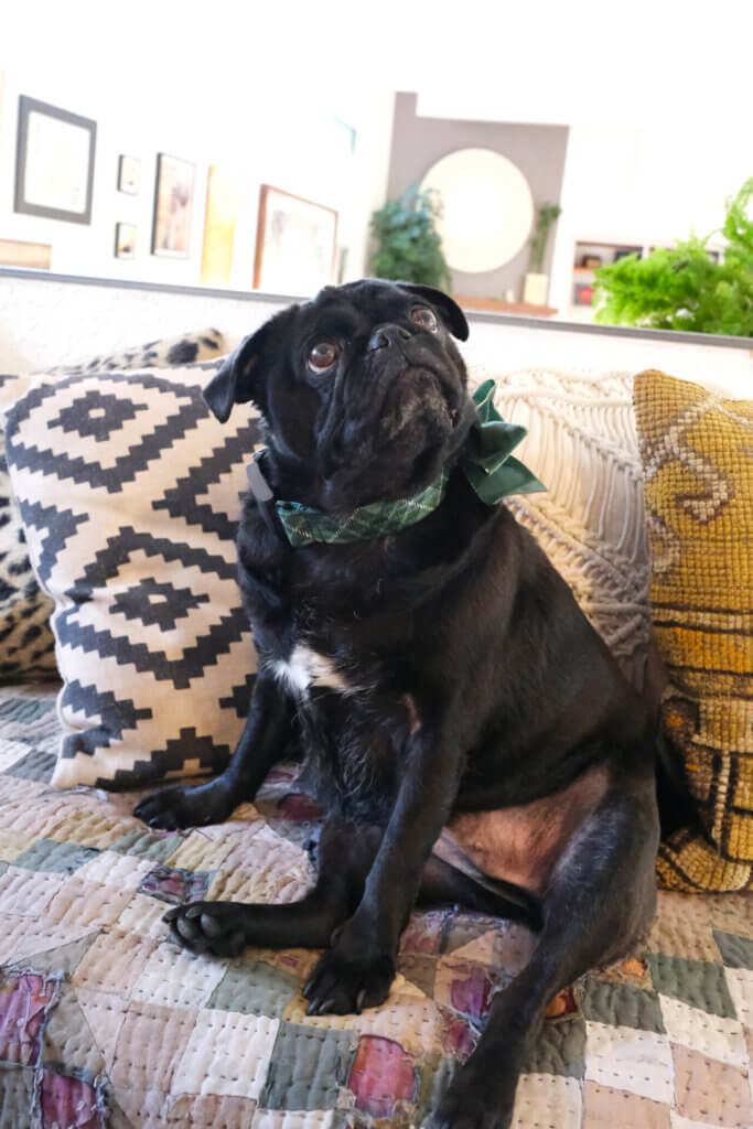 sesame pug green tartan collar
