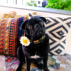 sesame pug olea canvas collar