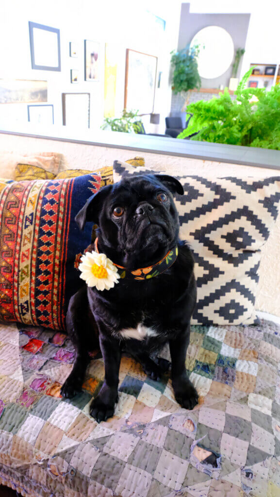 sesame pug olea canvas collar