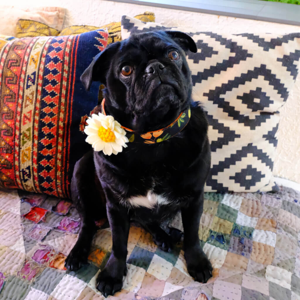 sesame pug olea canvas collar square