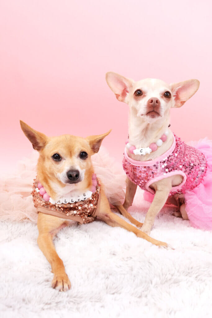 toy dog beaded collar rose gold chihuahua