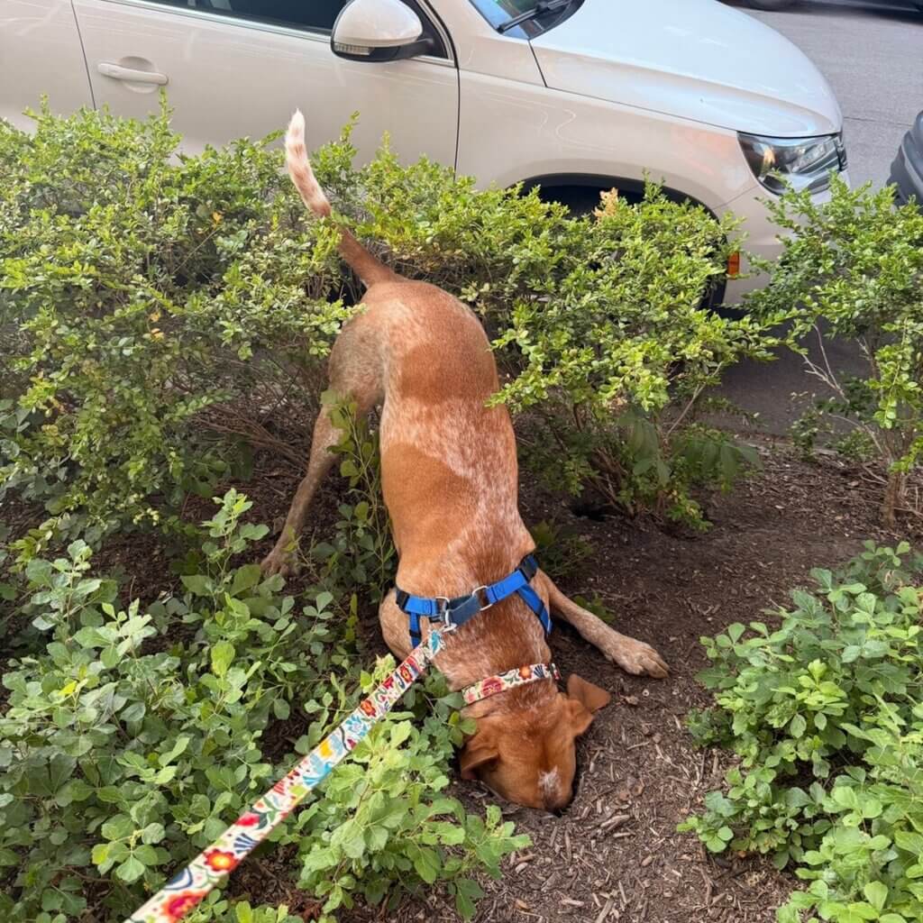 Image #1 from Shannon Lindsey