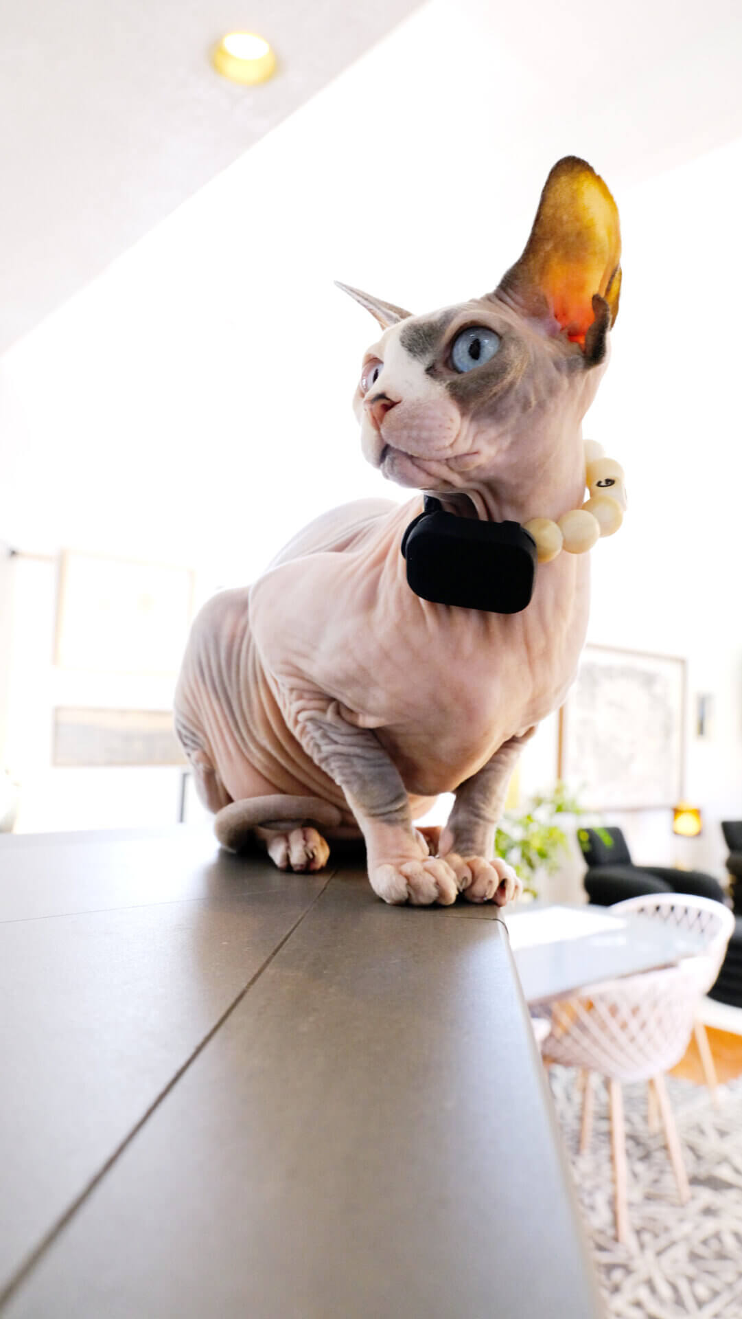 Mimi Green collars and leashes for Free Fi Mini offer cat