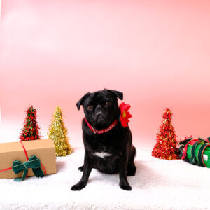 naughty dog collar sesame