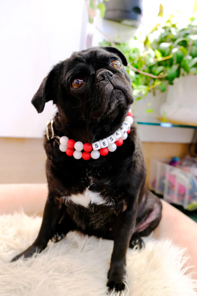 pug beaded collar peppermint holiday