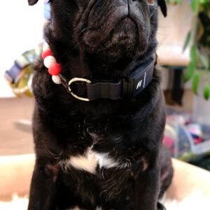pug fi beaded dog collar peppermint