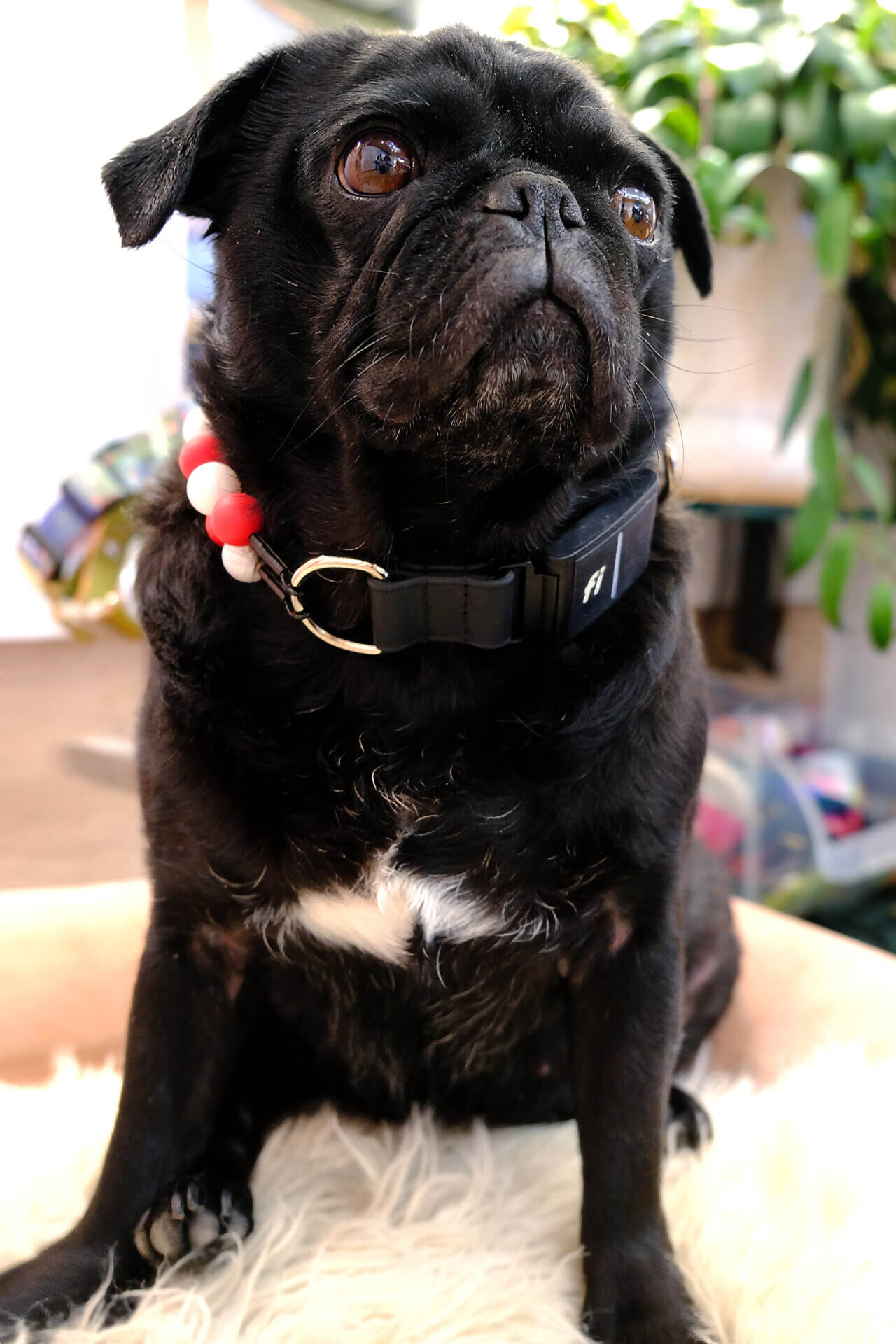 pug fi beaded dog collar peppermint