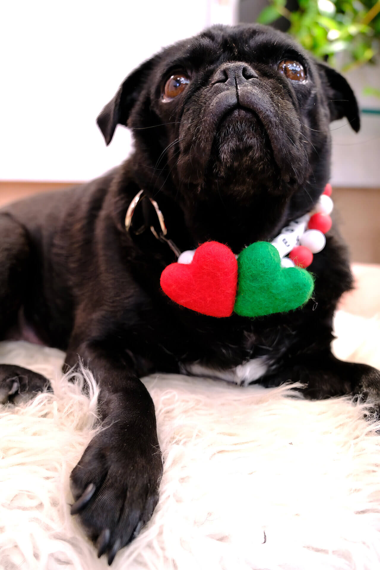 pug sesame heart accessory for collar holiday
