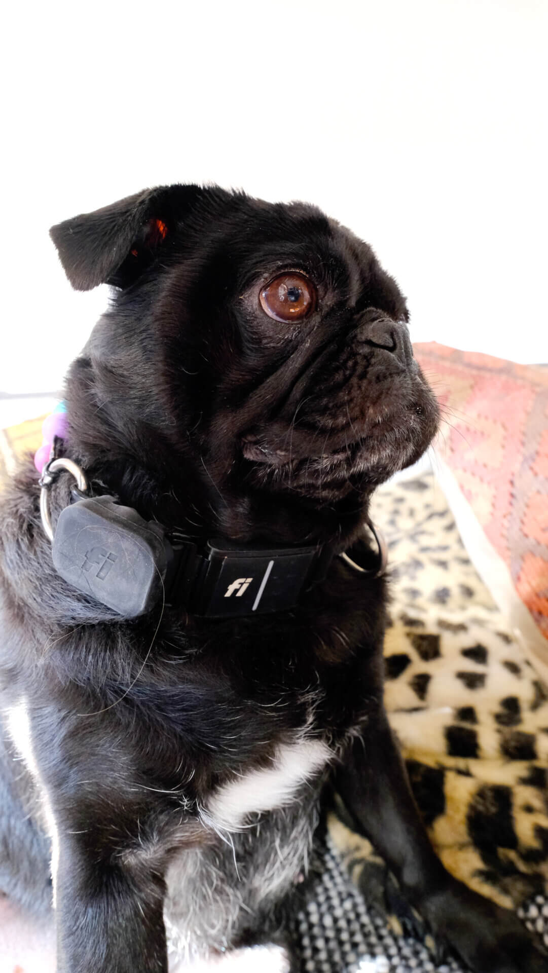 Dog wearing Mimi Green collar with Fi Mini tracker pug