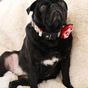 winterberry fi dog collar pug sesame