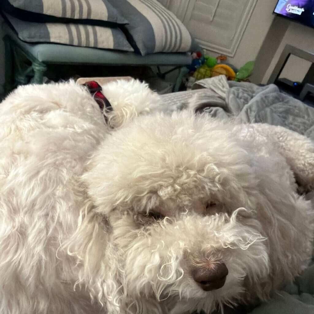 Image #1 from Shelly