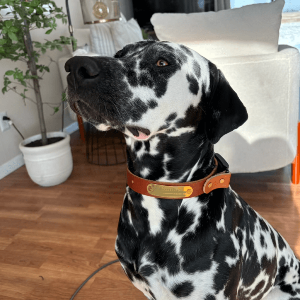 Image #2 from Regan N.