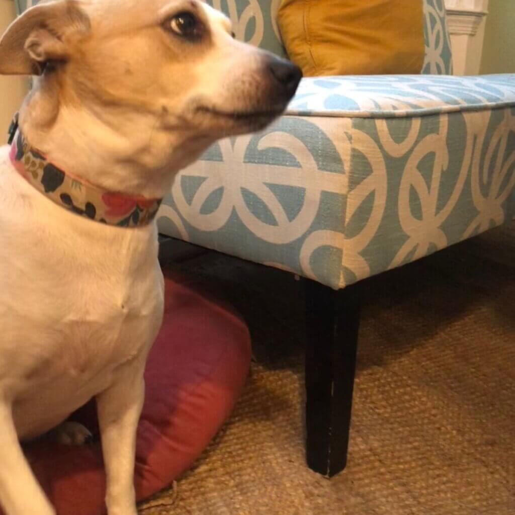 Image #1 from Beatrice