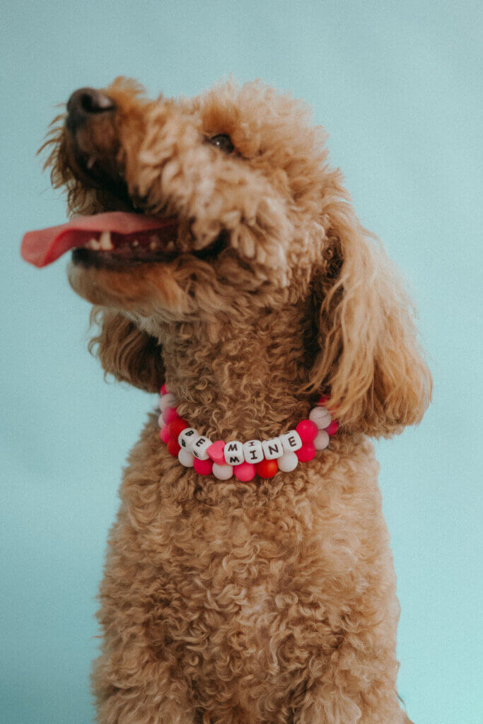 Be Mine dog collar on Poodle Beaded