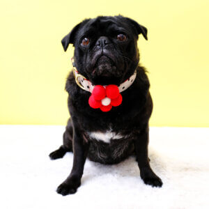 dottie red polka dot collar pug
