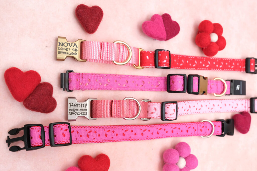 eve martingale lace dog collar personalized