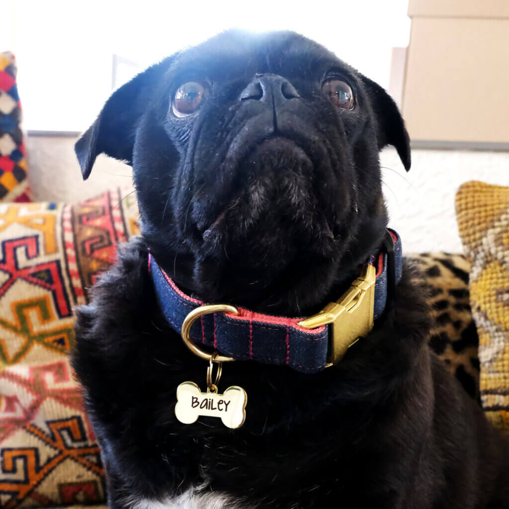 sesame gold bone dog id tag