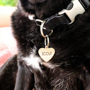 sesame silver heart zoom