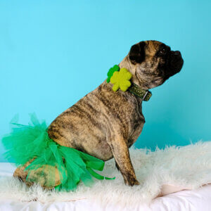 Clover Shamrock collar on Dog